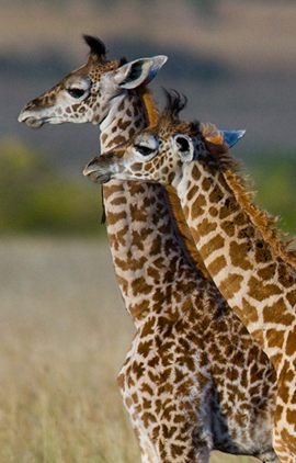 kiaoraadventures